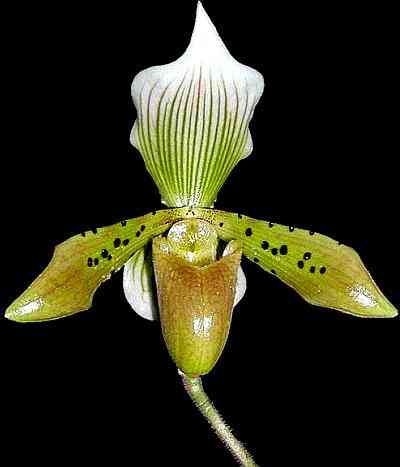 Paphiopedilum braemii